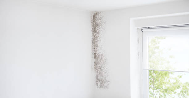Best Forensic Mold Investigation  in Hurst, TX
