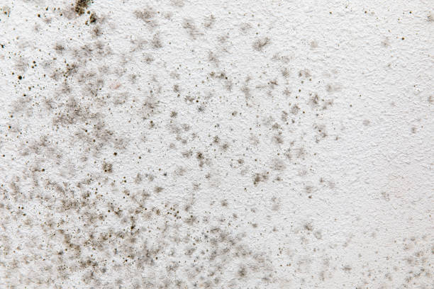 Best Basement Mold Removal  in Hurst, TX